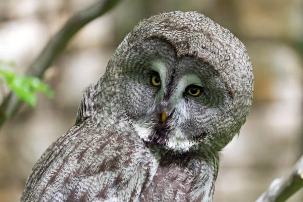 Hibou Gris Strix Nebulosa Portrait Captif Allemagne Europe — Photo