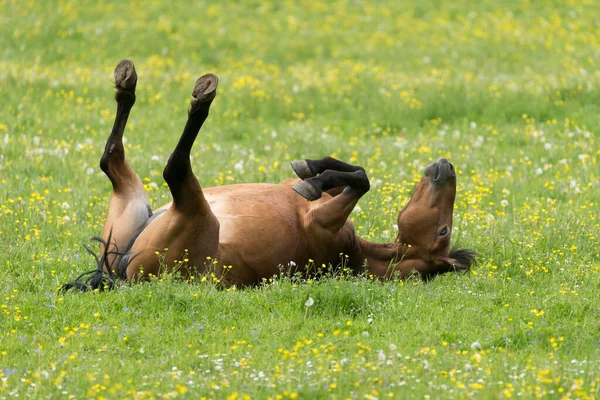 德国巴登 符腾堡 哈夫林格的母马在花草场上打滚 — 图库照片