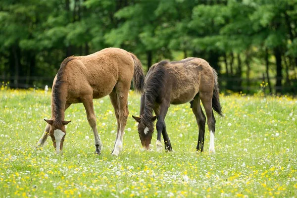 Two Haflinger Foals Grazing Baden Wrttemberg Germany Europe — Stock Photo, Image