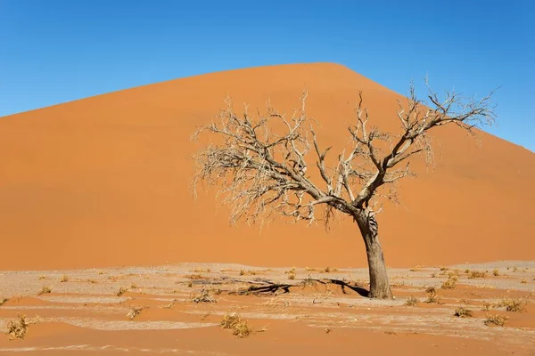 Droge Kamelendoornboom Dune Sossusvlei Namibische Woestijn Nationaal Park Namib Naukluft — Stockfoto