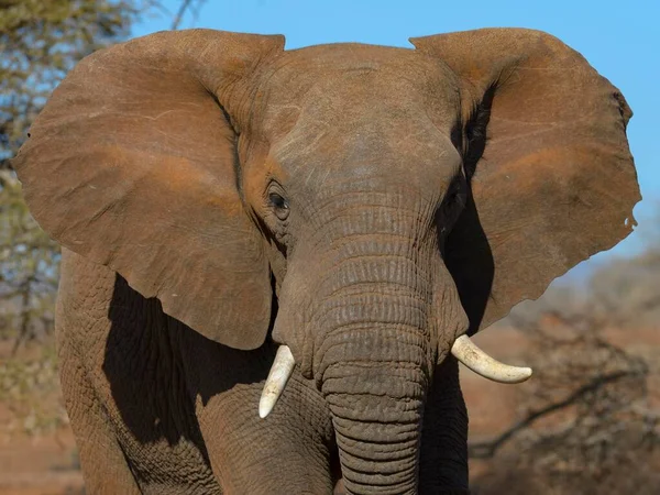 Afrikanischer Elefant Loxodonta Africana Jungbulle Zimanga Private Game Reserve Kwazulu — Stockfoto