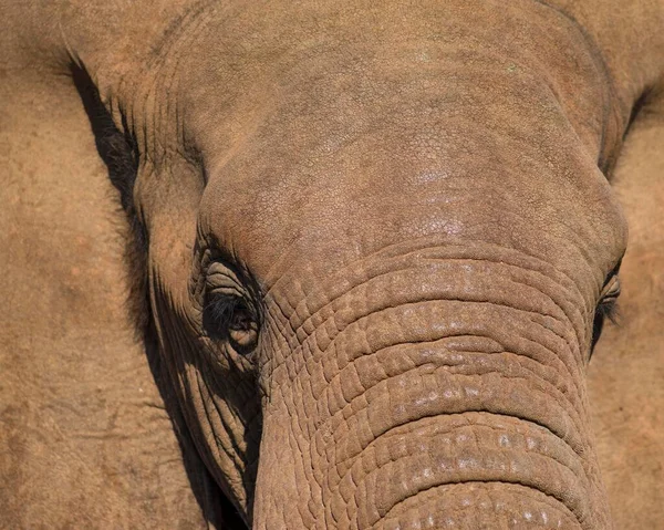 African Elephant Loxodonta Africana Κοντινό Πλάνο Zimanga Private Game Reserve — Φωτογραφία Αρχείου