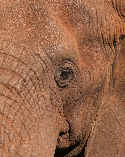 African Elephant Loxodonta Africana Κοντινό Πλάνο Zimanga Private Game Reserve — Φωτογραφία Αρχείου