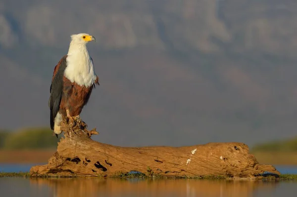 Afrikaanse Visarend Haliaeetus Vocifer Zittend Een Stam Water Zimanga Private — Stockfoto