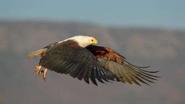 Afrikaanse Visarend Haliaeetus Vocifer Tijdens Vlucht Zimanga Private Game Reserve — Stockfoto