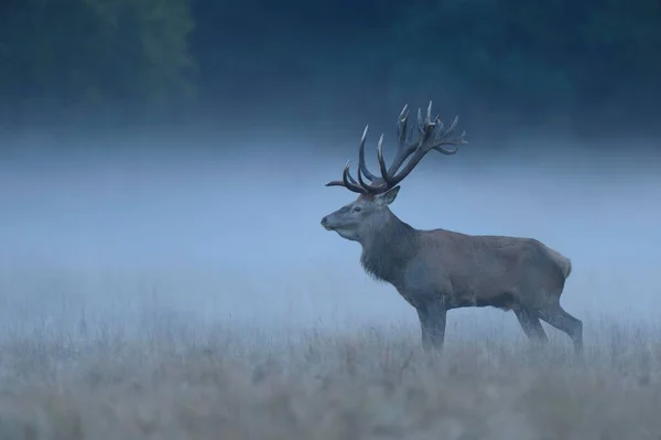 Kızıl Geyik Cervus Elaphus Geyik Geyik Sisli Çayır Jgersborg Danimarka — Stok fotoğraf