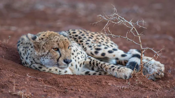 Resting Adult Female Cheetah Acinonyx Jubatus Zimanga Private Game Reserve — Stock Photo, Image