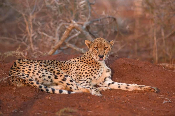 Resting Adult Female Cheetah Acinonyx Jubatus Zimanga Private Game Reserve — 图库照片