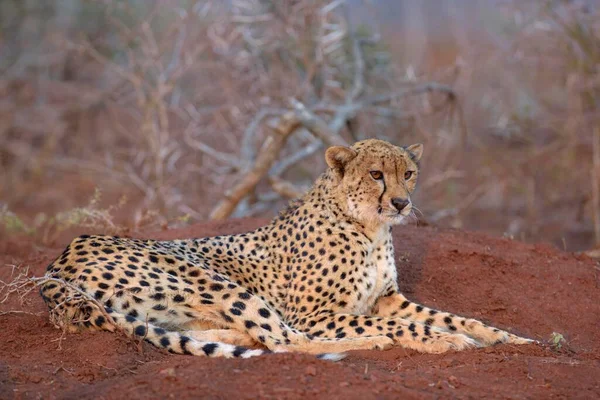 Odpoczynek Dorosłej Gepardy Acinonyx Jubatus Zimanga Private Game Reserve Kwazulu — Zdjęcie stockowe