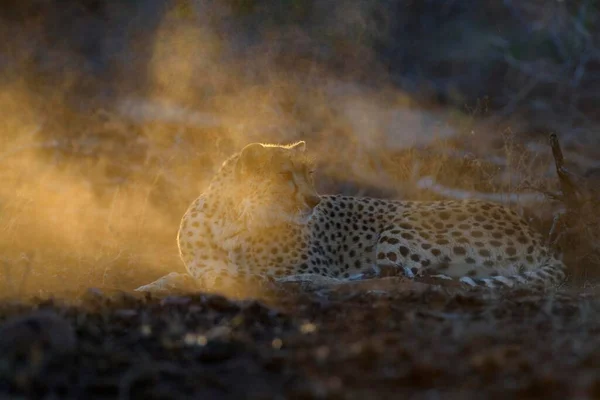 Cheetah Acinonyx Jubatus Fêmea Adulta Atenta Luz Noite Zimanga Private — Fotografia de Stock