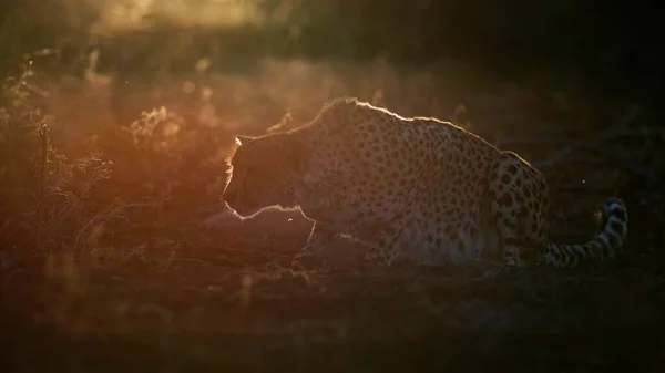 Cheetah Acinonyx Jubatus Hembra Adulta Atenta Luz Noche Zimanga Private — Foto de Stock