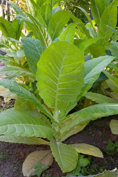 Tembakau Nicotiana Rhine Westphalia Utara Jerman Eropa — Stok Foto