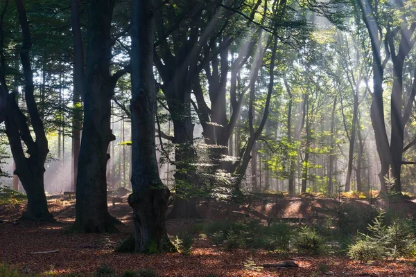 Raios Solares Brilhando Através Árvores Floresta Emsland Baixa Saxônia Alemanha — Fotografia de Stock