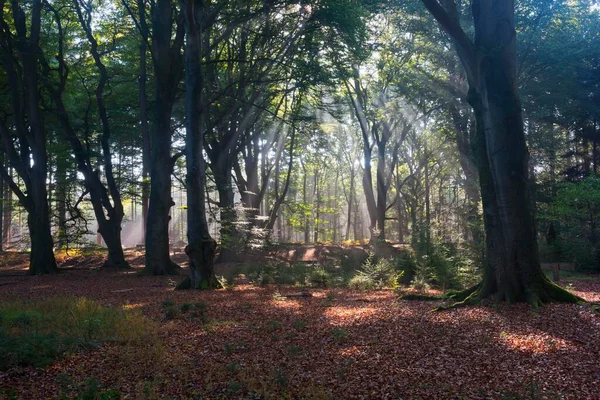 Ormandaki Ağaçlar Mparatorluk Aşağı Saksonya Almanya Avrupa Parlayan Güneş Işınları — Stok fotoğraf