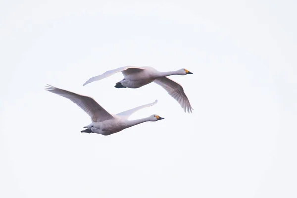 Bewickovy Labutě Cygnus Bewickii Letu Emsland Dolní Sasko Německo Evropa — Stock fotografie