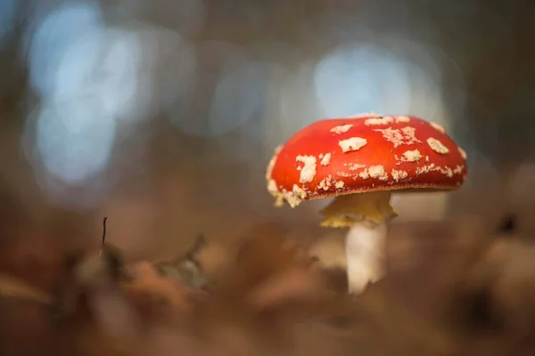 Latać Agaric Lub Latać Amanita Amanita Muscaria Wśród Liści Emsland — Zdjęcie stockowe