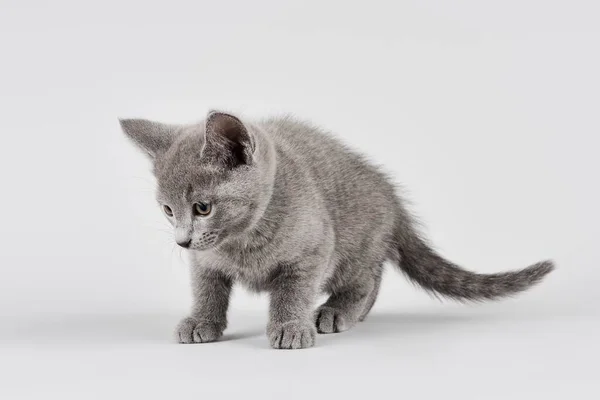 Kot Czystej Krwi Rosyjski Niebieski Kociak Wiek Tygodni Białe Tło — Zdjęcie stockowe