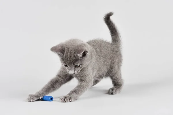 Kot Czystej Krwi Rosyjski Niebieski Kociak Wiek Tygodni Białe Tło — Zdjęcie stockowe