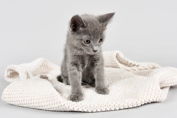 Rosyjski Niebieski Kot Ośmiotygodniowy Kociak Kocu — Zdjęcie stockowe