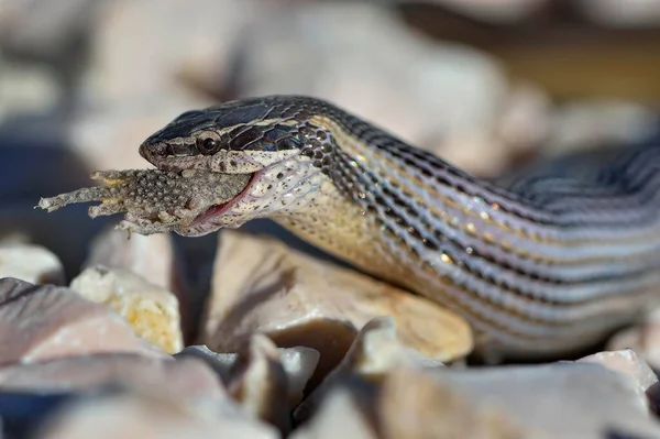 Serpente Listras Pretas Desbotadas Coniophanes Schmidti Alimentando Presas Corozal District — Fotografia de Stock