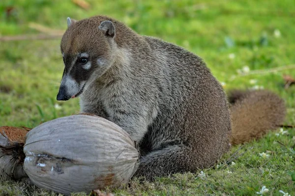 Coati Berhidung Putih Nasua Narica Memakan Kelapa Distrik Corozal Belize — Stok Foto