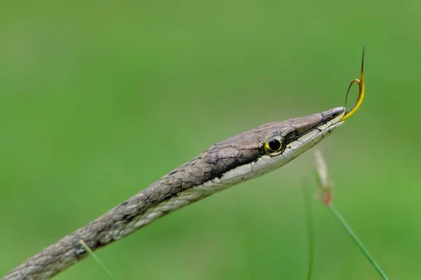 Serpiente Vid Mexicana Oxybelis Aeneus Lanzando Lengua Distrito Corozal Belice — Foto de Stock