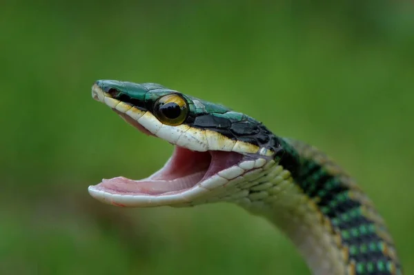 Mexican Parrot Snake Leptophis Mexicanus Corozal District Belize Central America — Stock Photo, Image