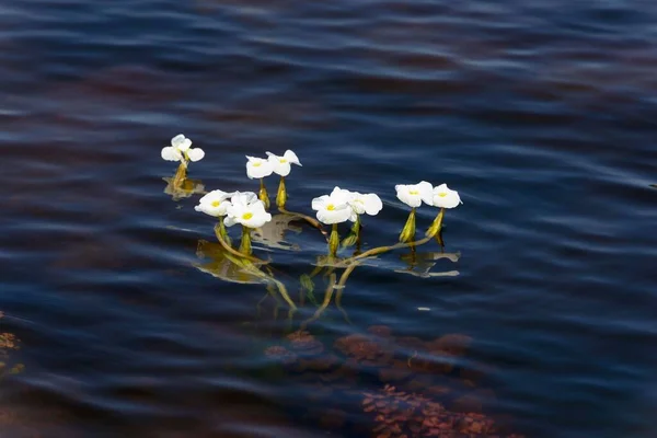 Planina Wodna Ottelia Alismoides Rzece Chobe Park Narodowy Chobe Botswana — Zdjęcie stockowe