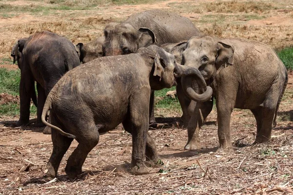 Игра Азиатских Слонов Elephas Maximus Pinnawala Elephant Orphanage Пиннавала Центральная — стоковое фото