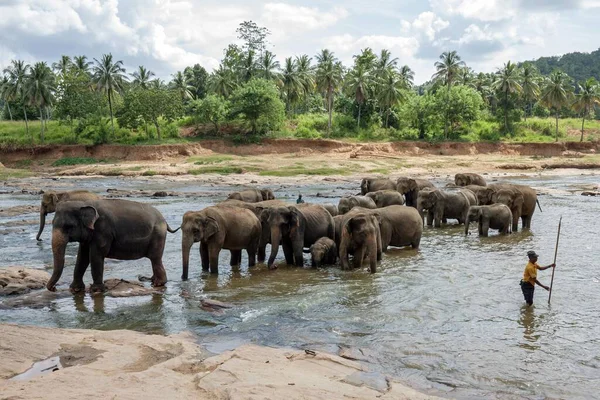 Азиатские Азиатские Слоны Elephas Maximus Купание Стада Реке Маха Ойя — стоковое фото