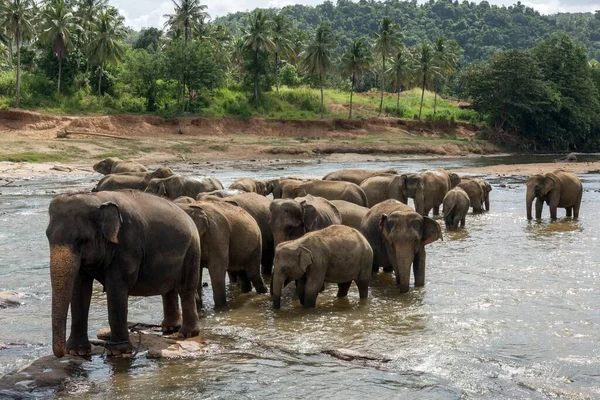 Азиатские Азиатские Слоны Elephas Maximus Стадное Купание Реке Маха Ойя — стоковое фото
