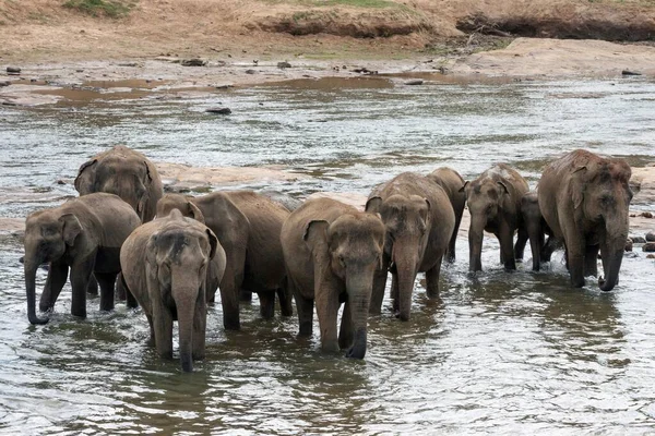 Elefantes Asiáticos Asiáticos Elephas Maximus Rebaño Río Maha Oya Orfanato —  Fotos de Stock