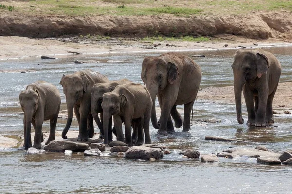Elefantes Asiáticos Asiáticos Elephas Maximus Rebaño Río Maha Oya Orfanato —  Fotos de Stock