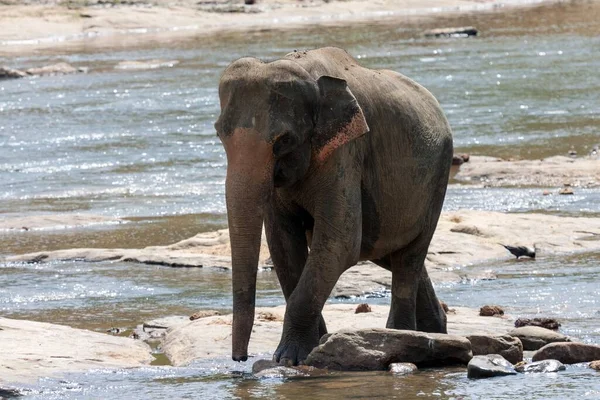 アジアまたはアジアゾウ Elephas Maxus のマハ オヤ川での入浴 ピナワラ象の孤児院 ピナワラ 中央州 スリランカ アジア — ストック写真