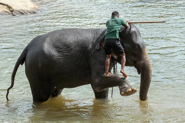 Mahout Escalada Limpia Elefante Asiático Elephas Maximus Río Maha Oya — Foto de Stock