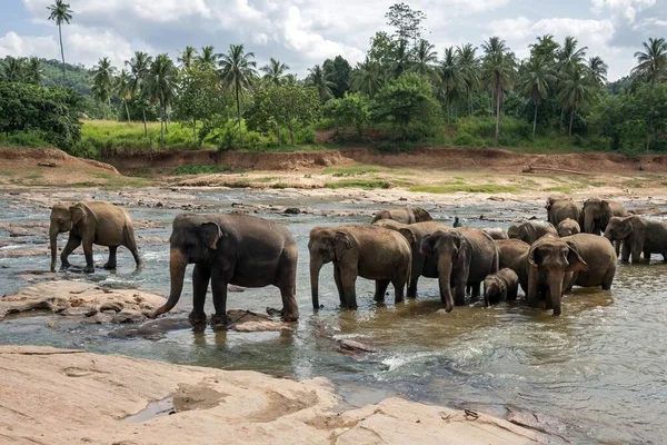 Азиатские Азиатские Слоны Elephas Maximus Стадное Купание Реке Маха Ойя — стоковое фото