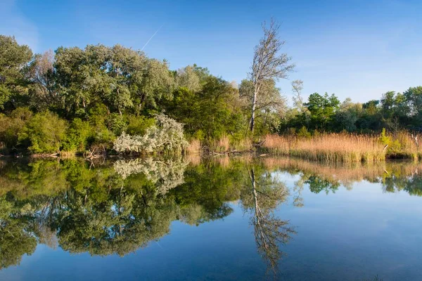 Dechantlacke Bomen Weerspiegeld Het Water Lobau Nationaal Park Donau Auen — Stockfoto
