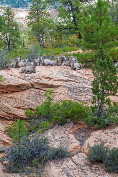 Herde Von Dickhornschafen Ovis Canadensis Auf Felsen Zion National Park — Stockfoto