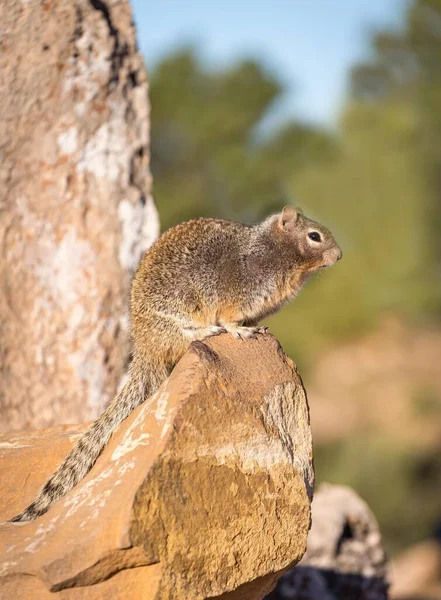 Wiewiórka Skalna Otospermophilus Variegatus Skale South Rim Park Narodowy Wielki — Zdjęcie stockowe