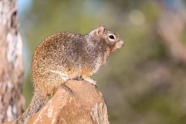 Рок Білка Otospermophilus Variegatus Камені Південний Рім Національний Парк Гранд — стокове фото