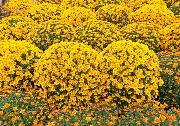 Crisantemos Amarillos Crisantemo Esféricos Baden Wrttemberg Alemania Europa — Foto de Stock