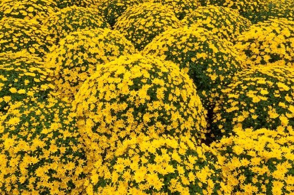 Yellow Chrysanthemums Chrysanthemum Spherical Baden Wrttemberg Germany Europe — Stock Photo, Image