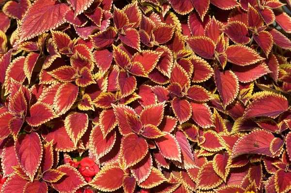 Coleus Solenostemon Scutellarioides Tyrol Austria Europa — Zdjęcie stockowe