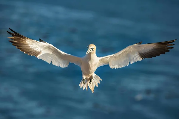 Noordelijk Gannet Morus Bassanus Tijdens Vlucht Helgoland Sleeswijk Holstein Duitsland — Stockfoto