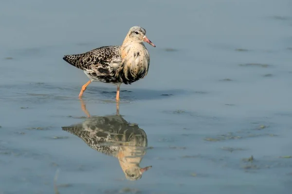 Ruff Philomachus Pugnax Vandring Grunt Vatten Neusiedler See Seewinkel Nationalpark — Stockfoto