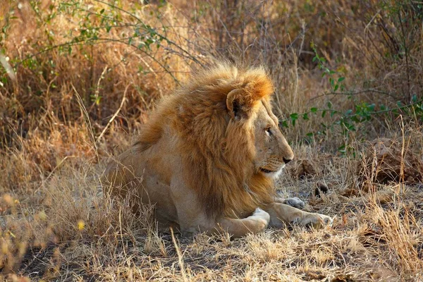 Африканський Лев Panthera Leo Самець Відпочиває Сухій Траві Національний Парк — стокове фото