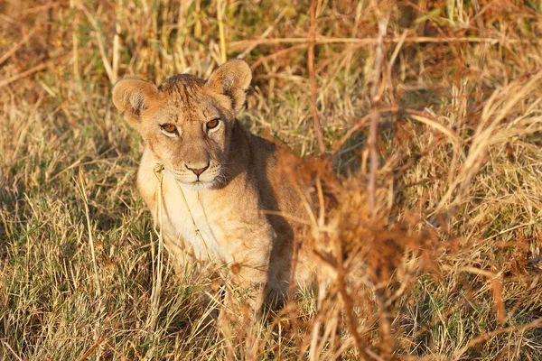 León Africano Panthera Leo Juvenil Sentado Hierba Seca Parque Nacional — Foto de Stock