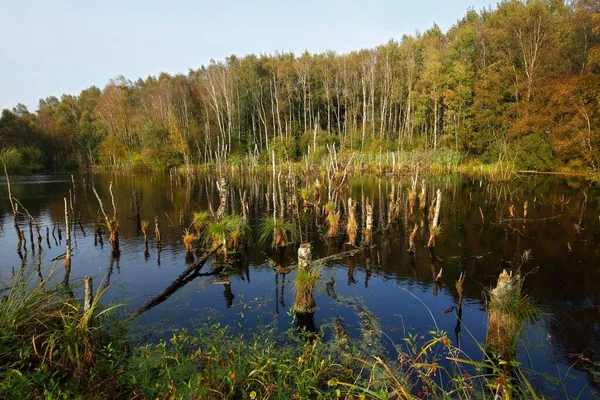 タルベッカー秋の自然保護区 タルベク クレイス セゲベルク シュレースヴィヒ ホルシュタイン州 ドイツ ヨーロッパ — ストック写真