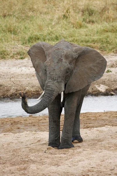 Elefante Africano Loxodonta Africana Pulverizando Água Parque Nacional Tarangire River — Fotografia de Stock