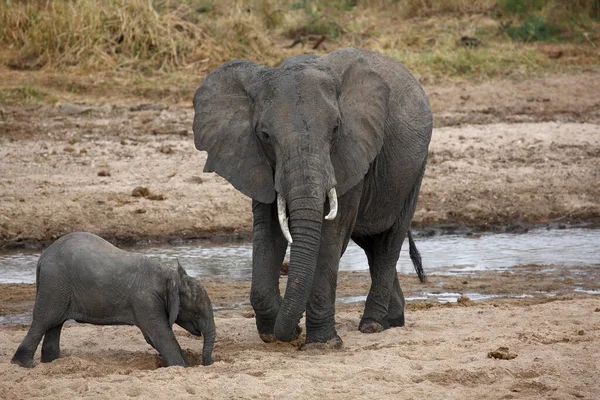 アフリカのブッシュゾウ Loxodonta Africana 川のベッドに掘られた穴から牛や子牛を飲む Tarangire川Tarangire国立公園 タンザニア アフリカ — ストック写真